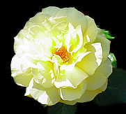 Rose with the background removed