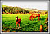 Horses E Card